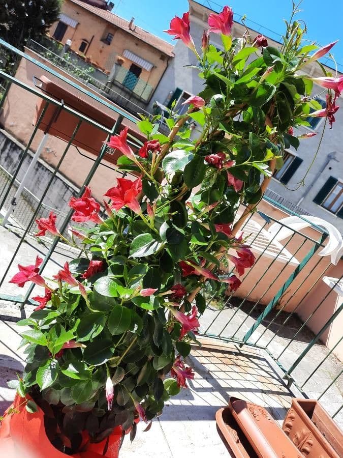Mandevilla 9