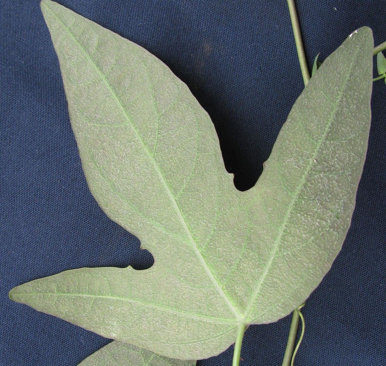 Passiflora dispar 5