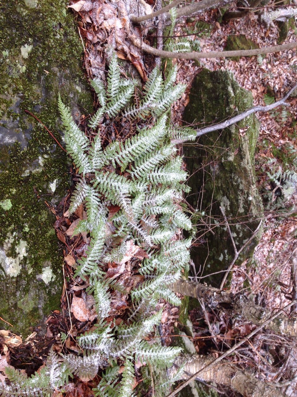 Polypodium virginianum 10
