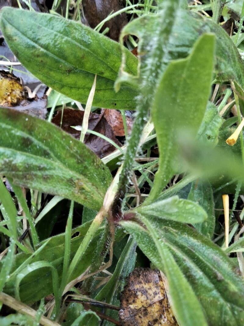 Silene dicotoma 16