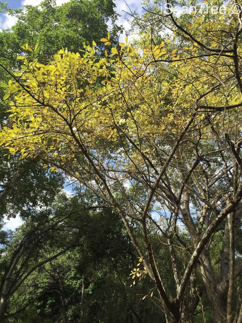 Ehretia 11
