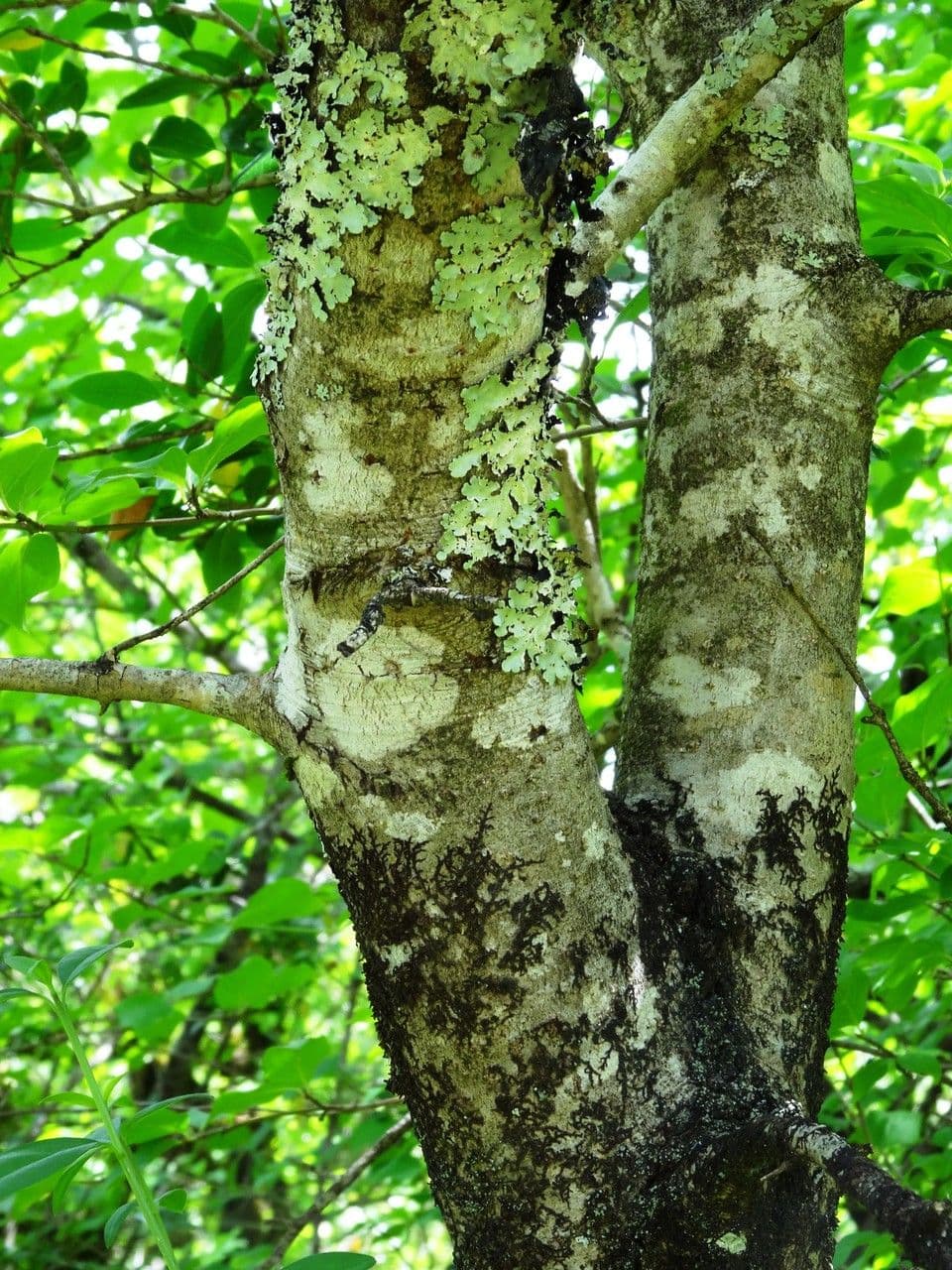 Ilatro comune 21
