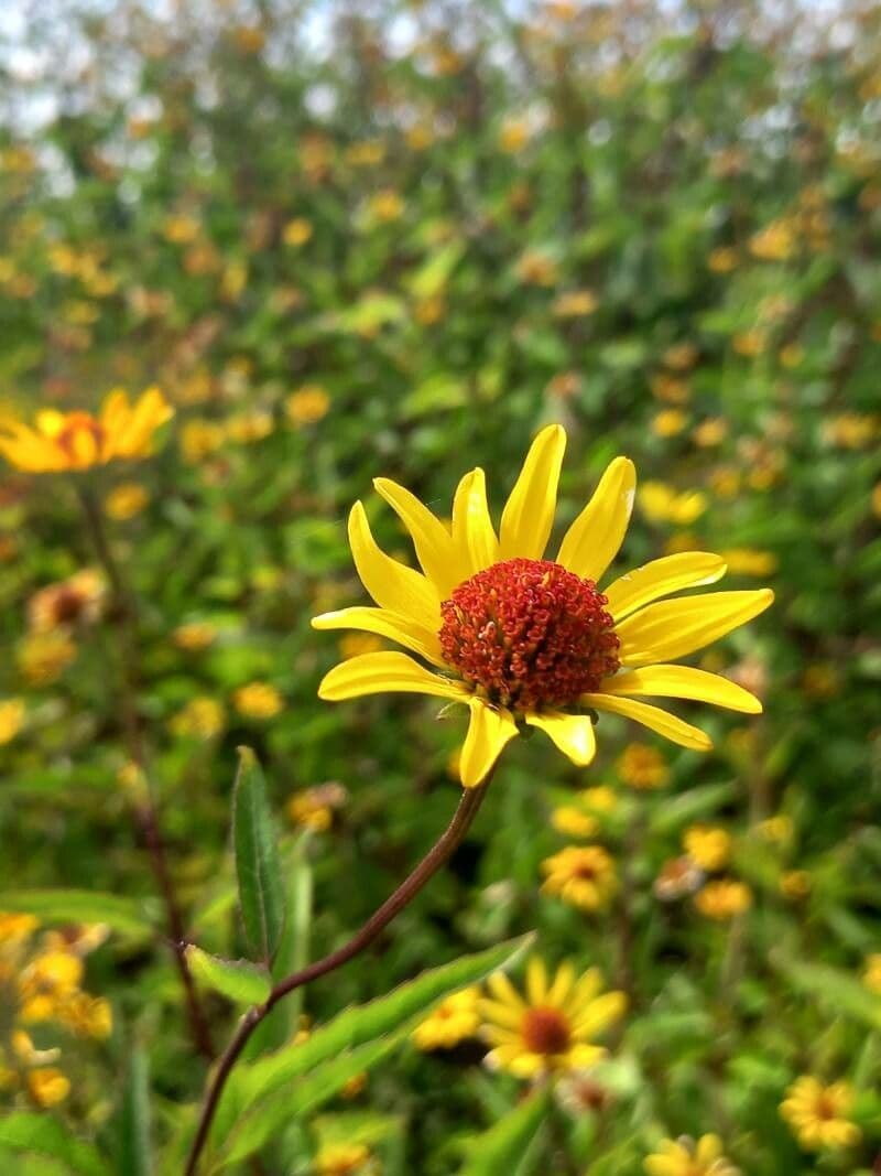 Girasole pauciflora 2