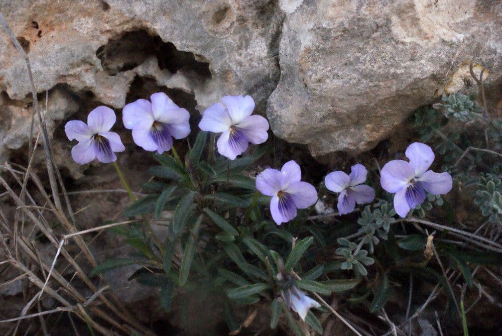 Violette arborescente 17