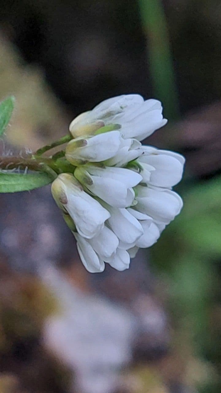 Arabis ciliata 9