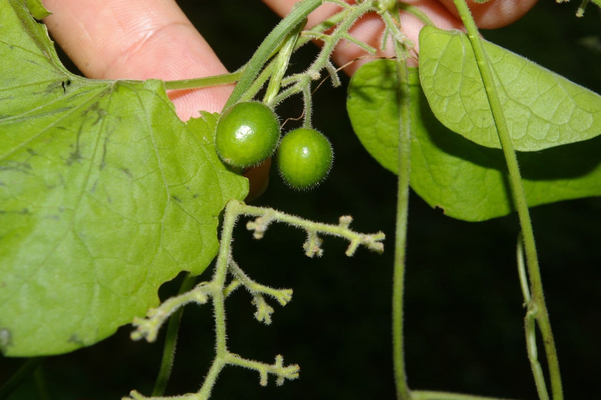 Sicydium