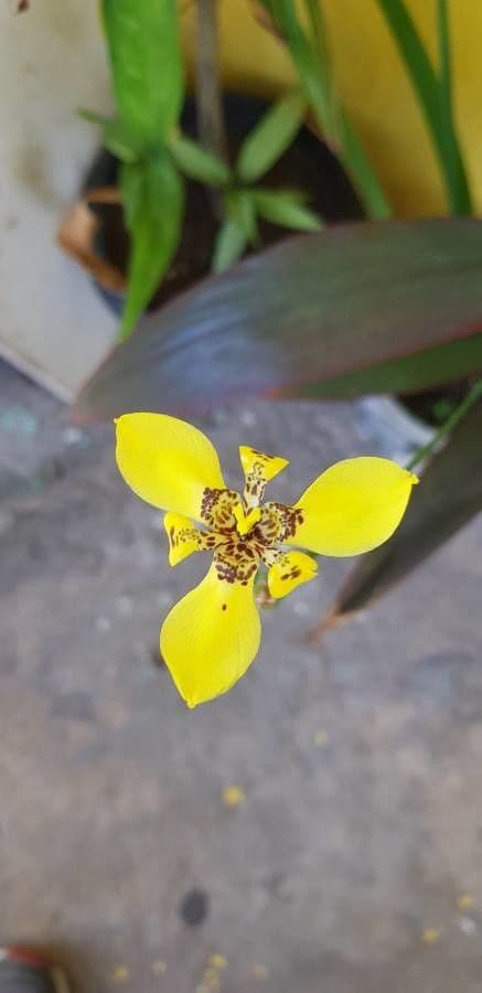 Trimezia martinicense 6