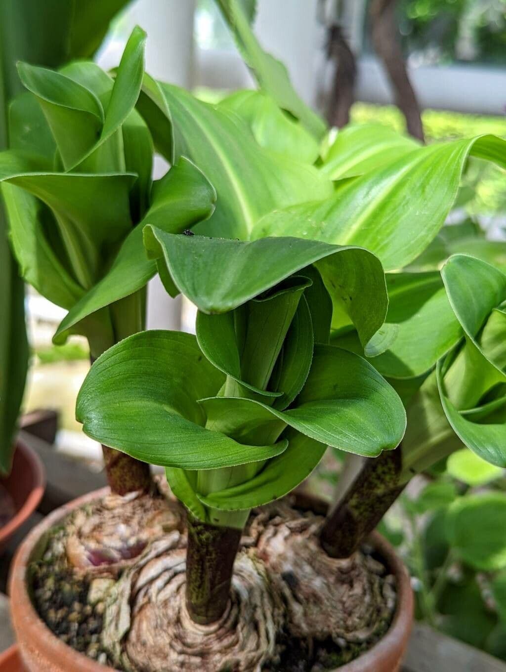 Eucomis 16