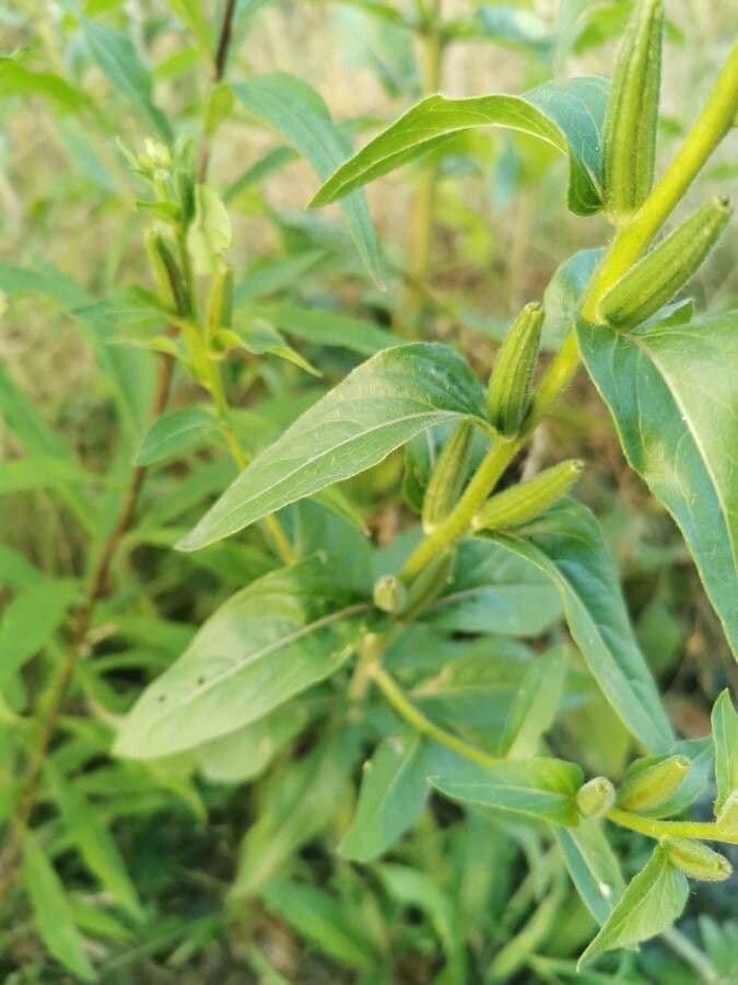 Pachnotka Hookera 16