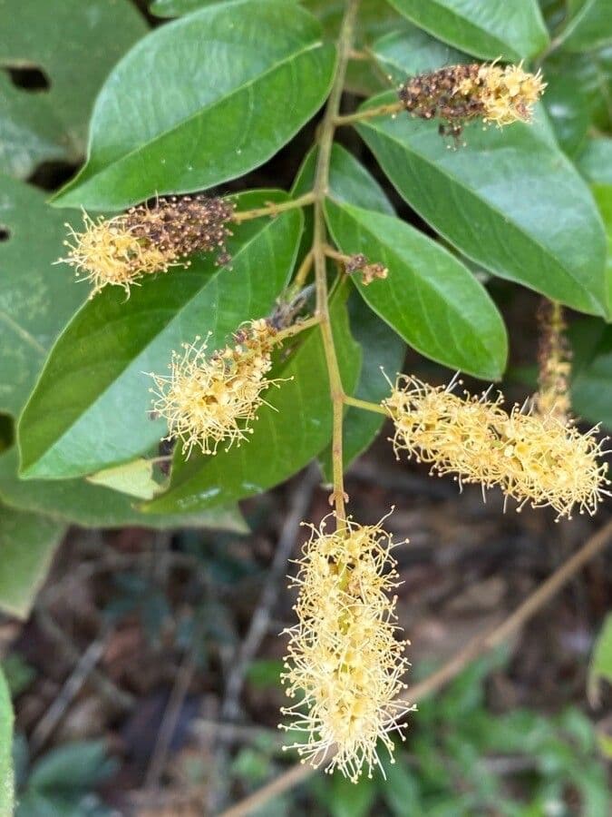 Combretum lasco 3