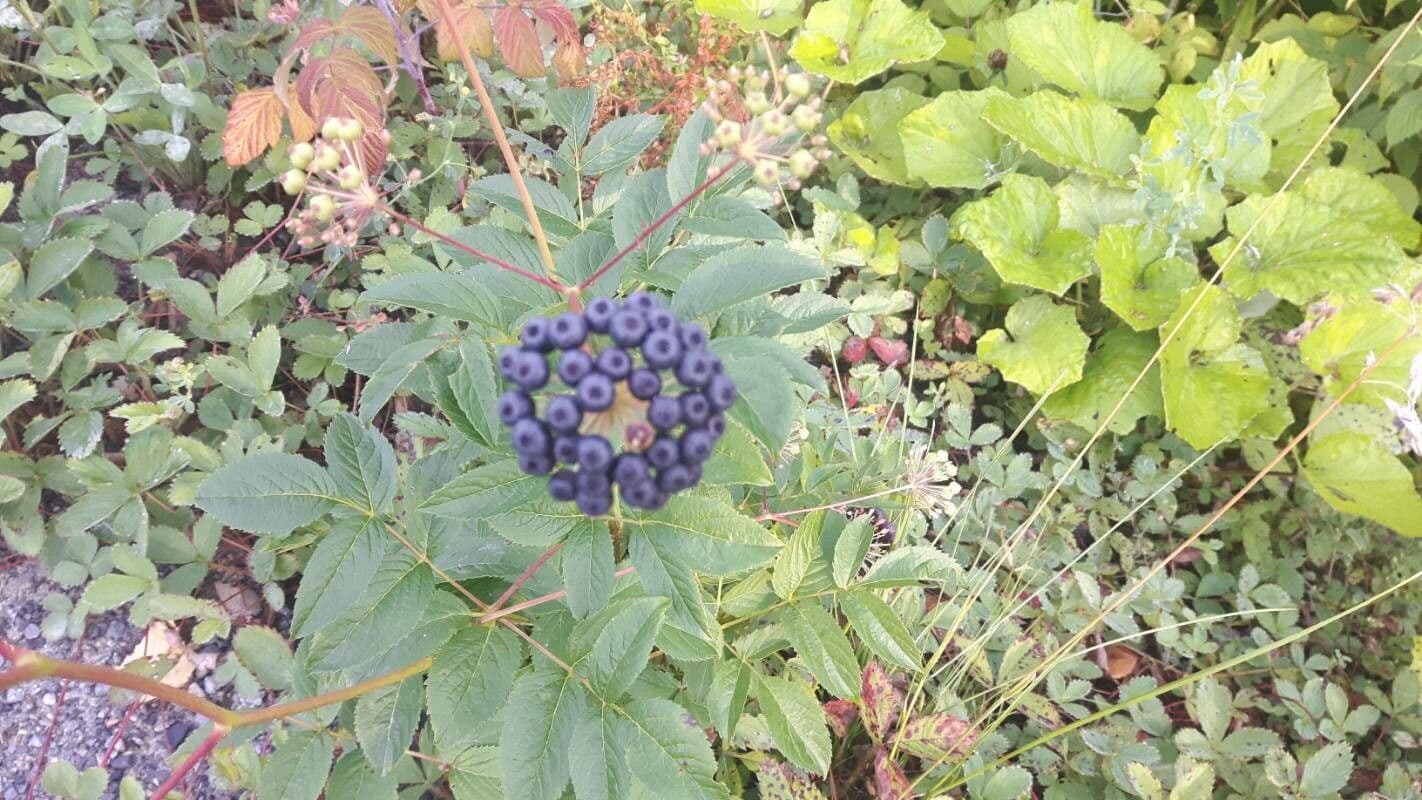 Aralia 6