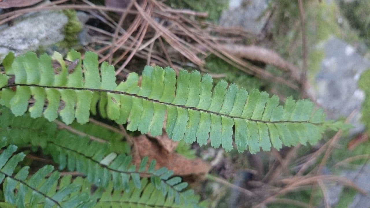 Asplenio monante 4