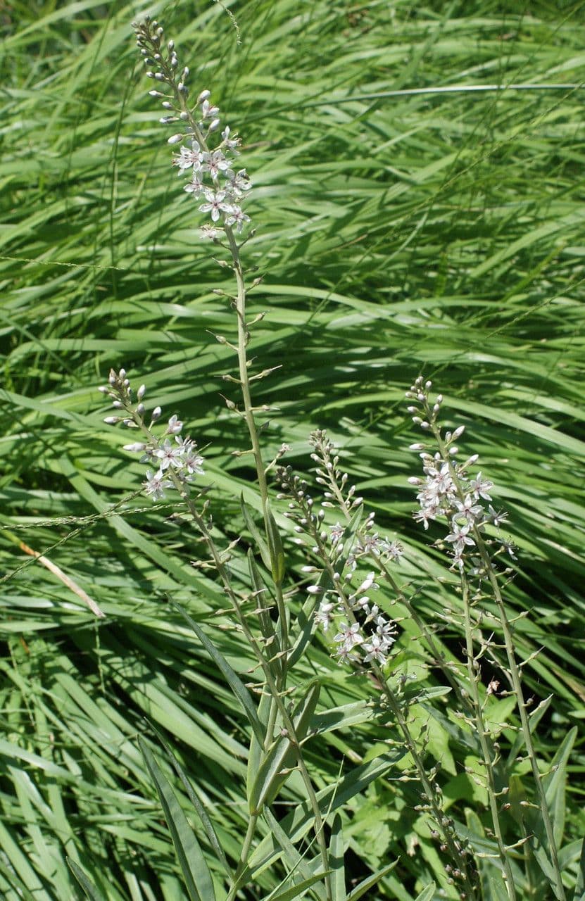 Erba lucciola 13