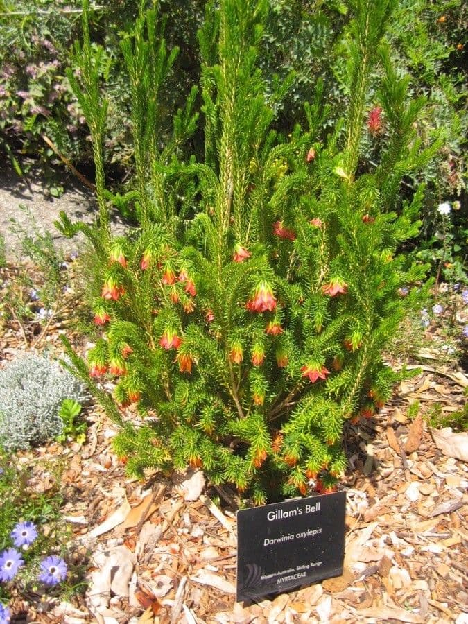 Darwinia 2