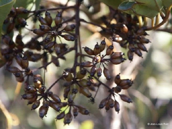 Polyscias 2