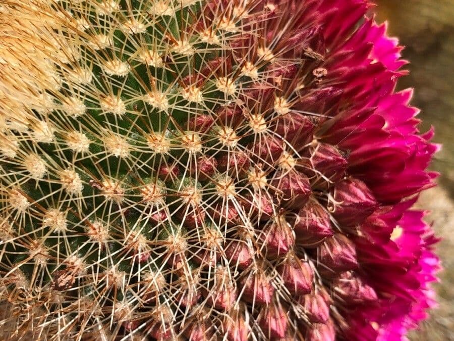 Cactus coussin de Backeberg 20
