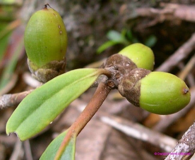 Balanops