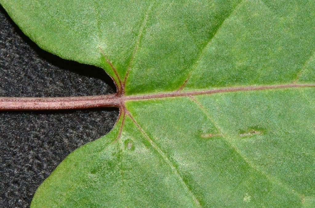 Fallopia scandens 11