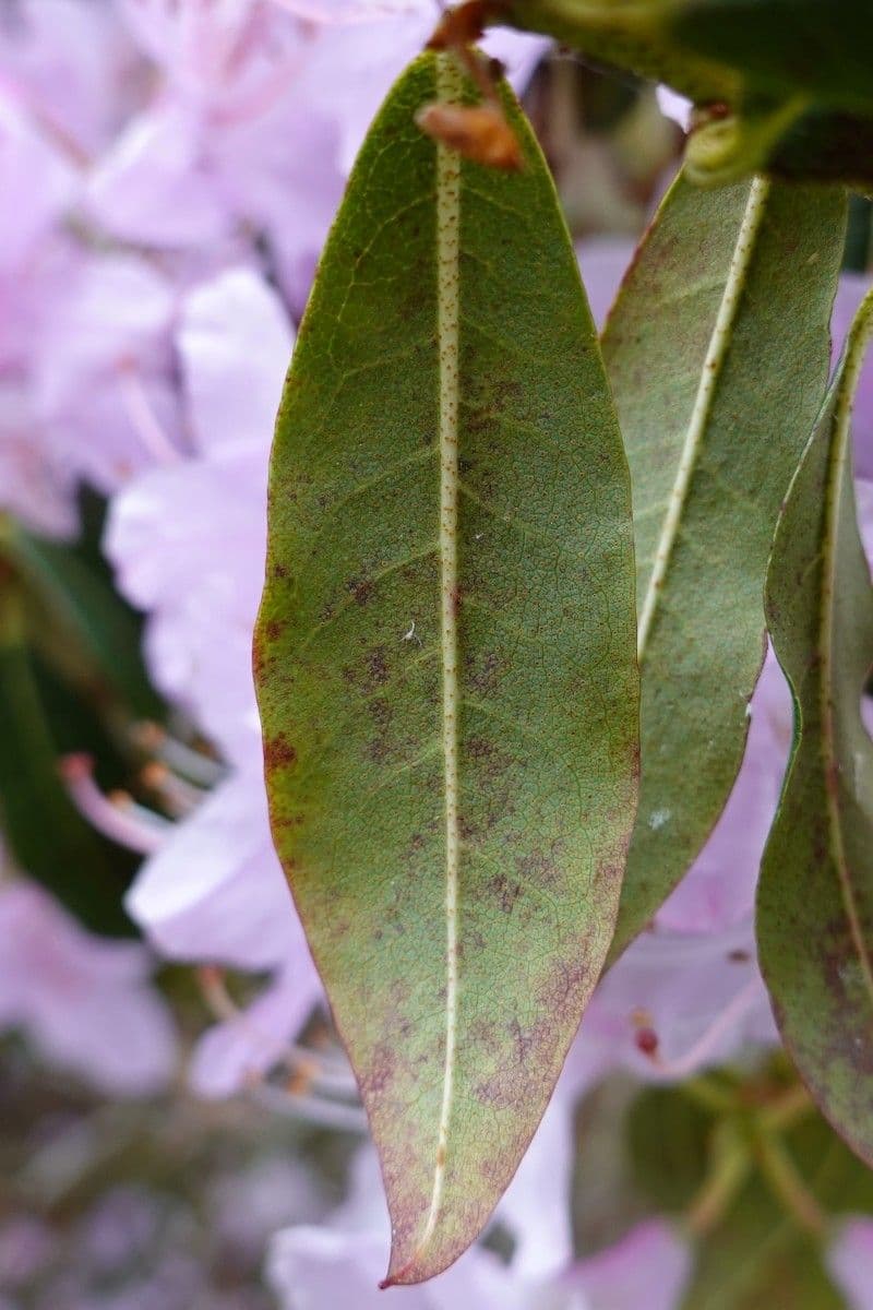 Rododendro 13