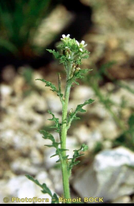 Erucastrum supinum 12