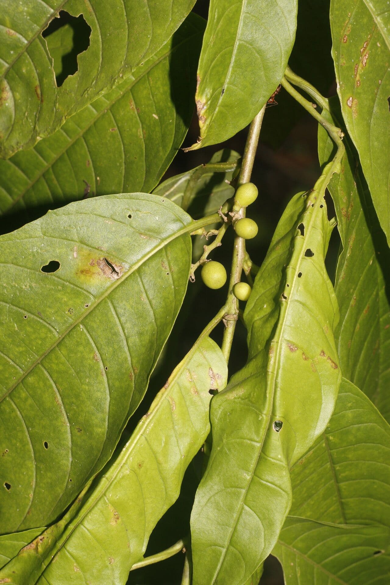 Cestrum strapcovité 2