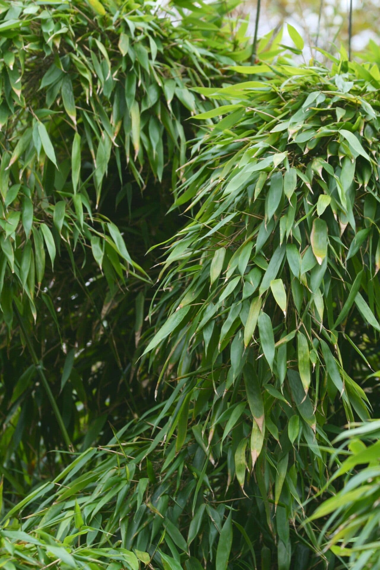 Bambù 3