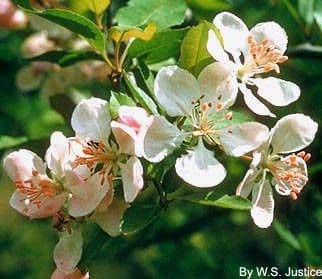 Schmalblättriger Apfel
