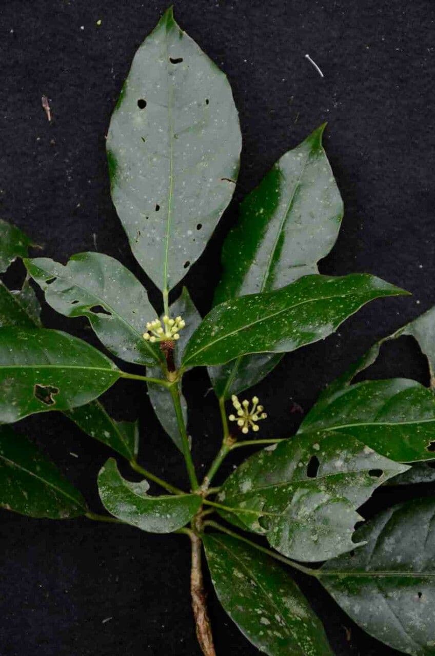 Dendropanax 3