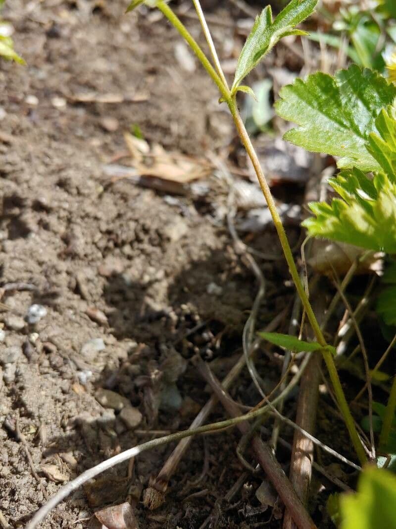 Waldsteinia 15