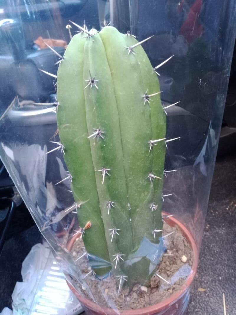 Polaskia 4