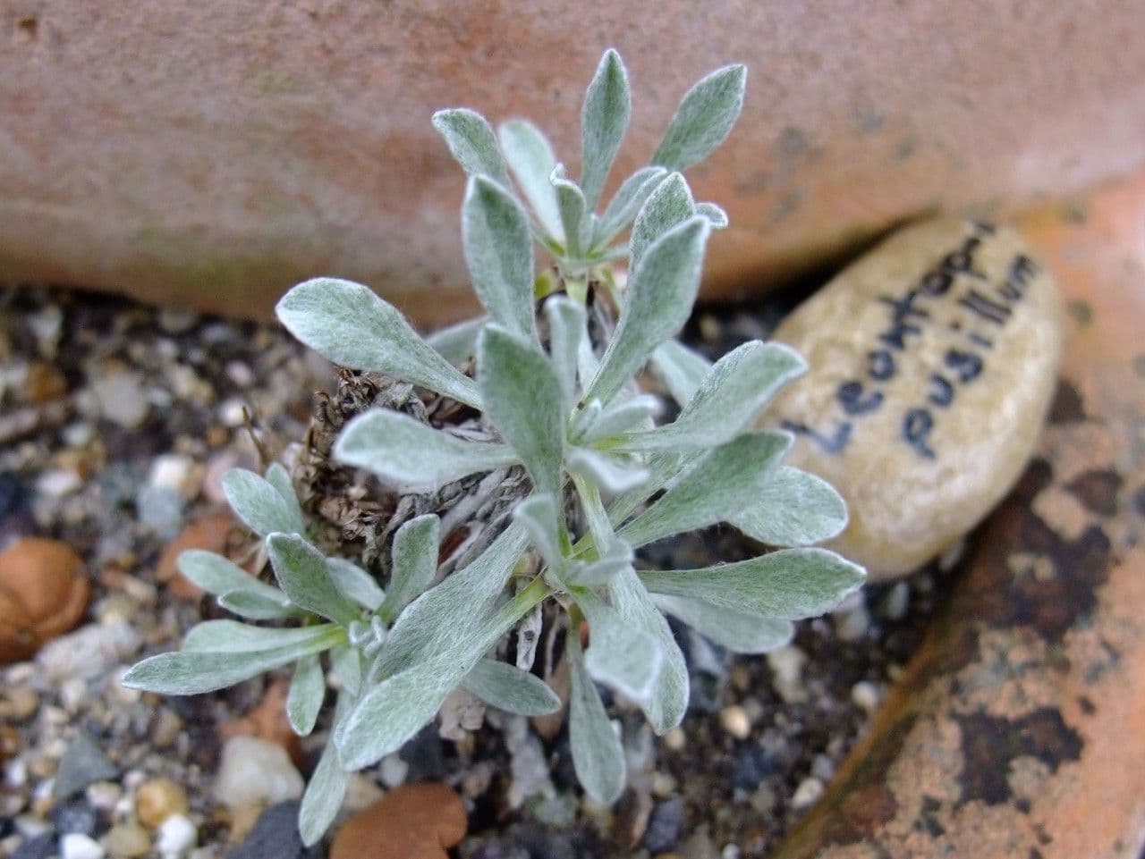 Leontopodium