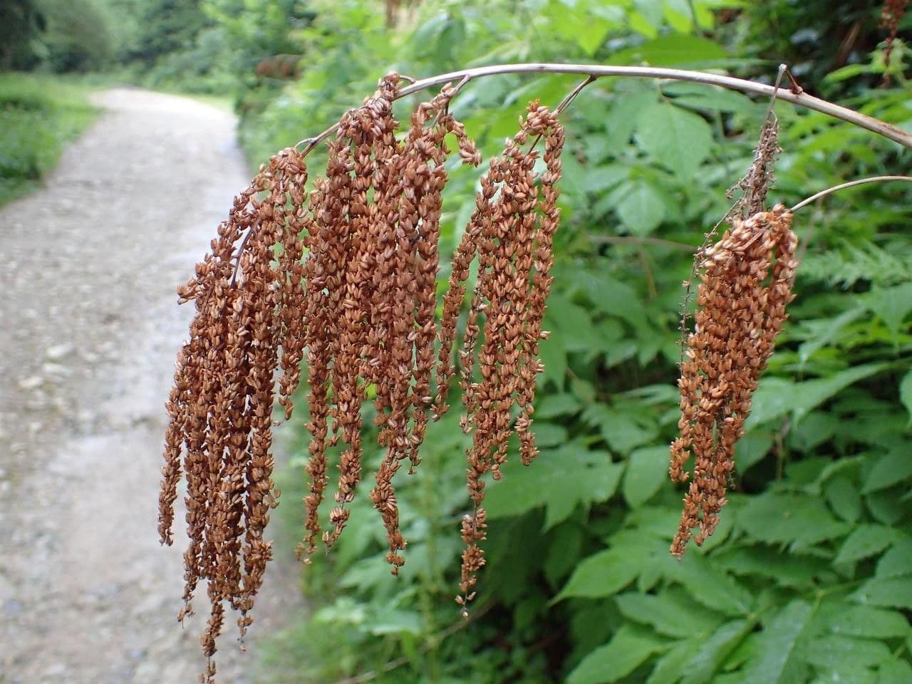 Wald-Geißbart 5
