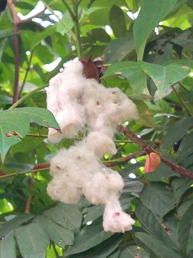 Cotone arabo 7
