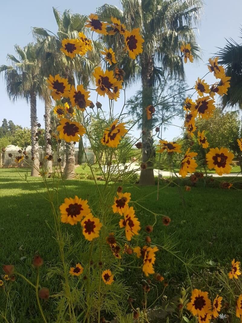 Färber-Mädchenauge 11