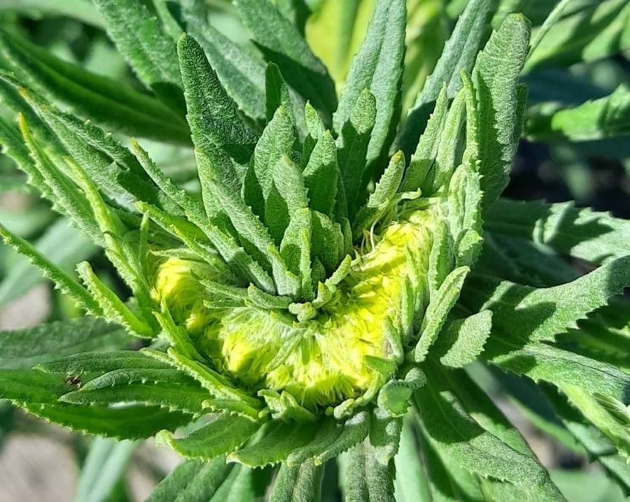 Senecio pterophorus 22