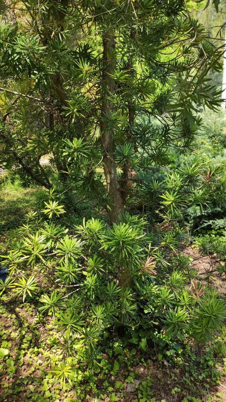 Podocarpus 2