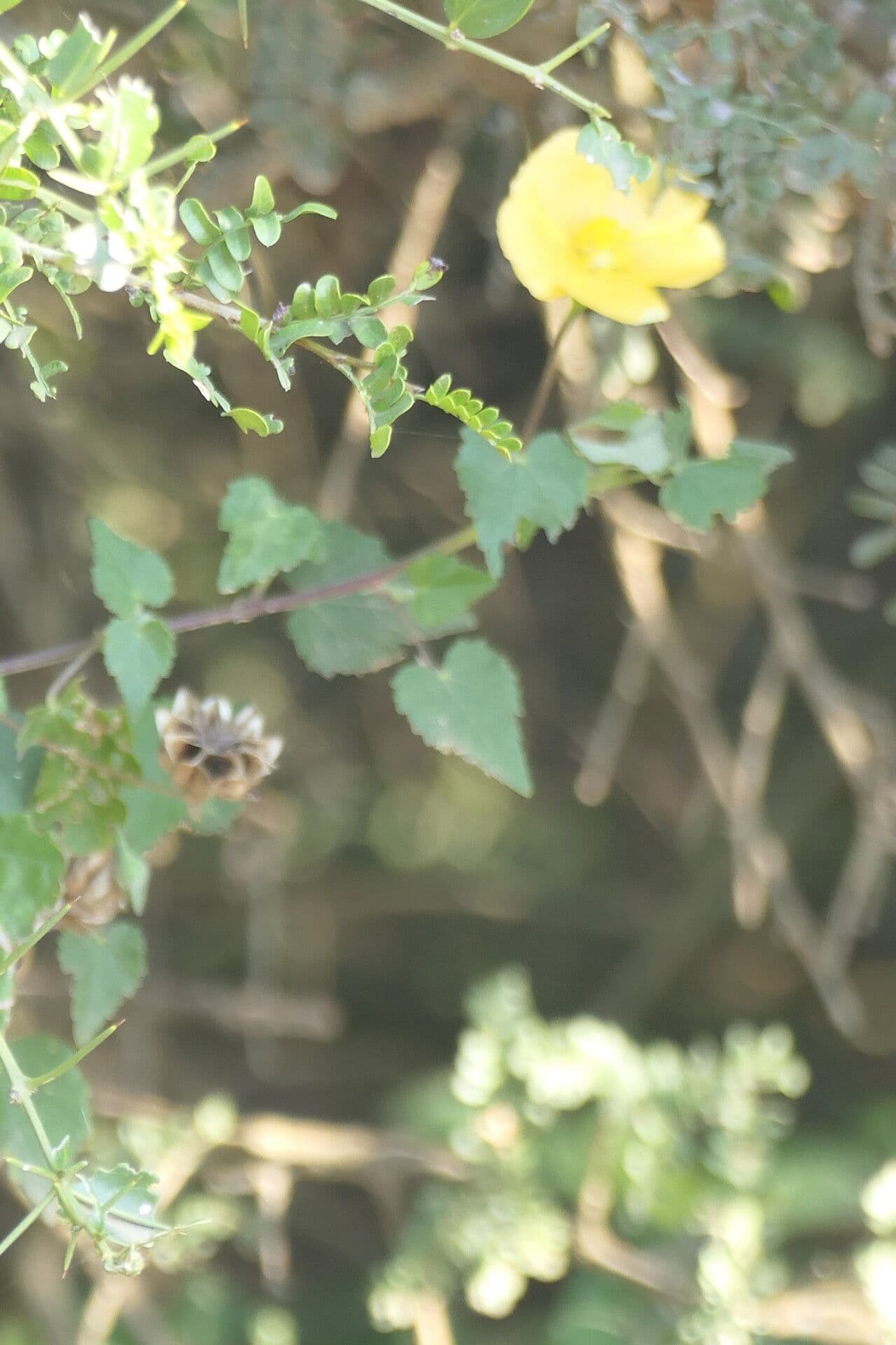 Abutilon 4