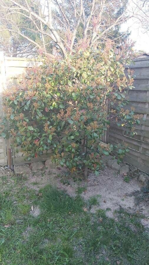 Photinia serrata 14