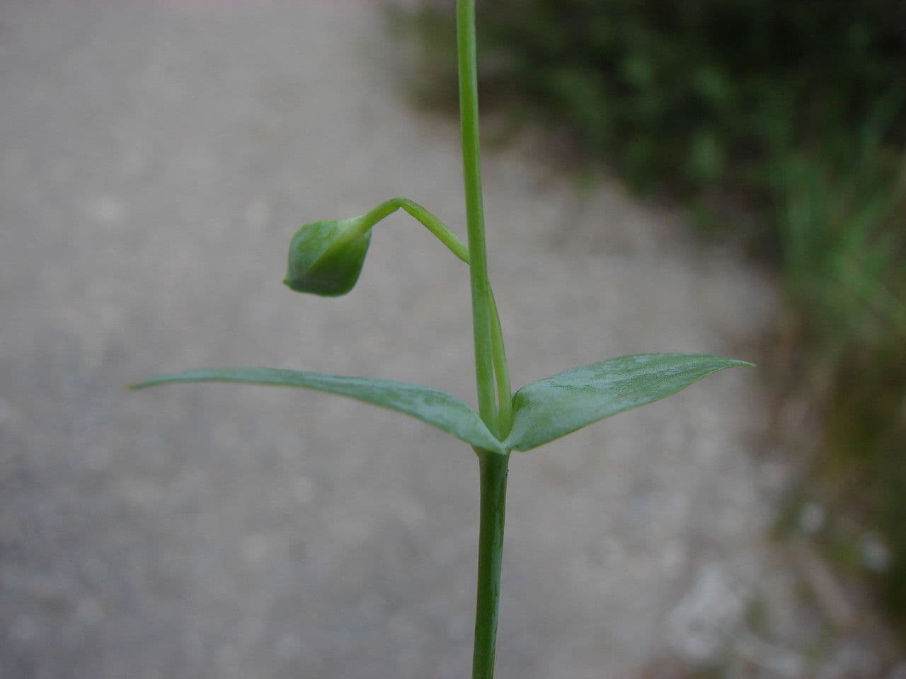 Centaura 20