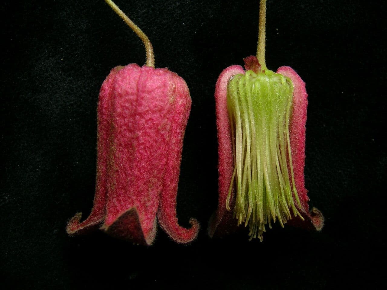 Clematis 5