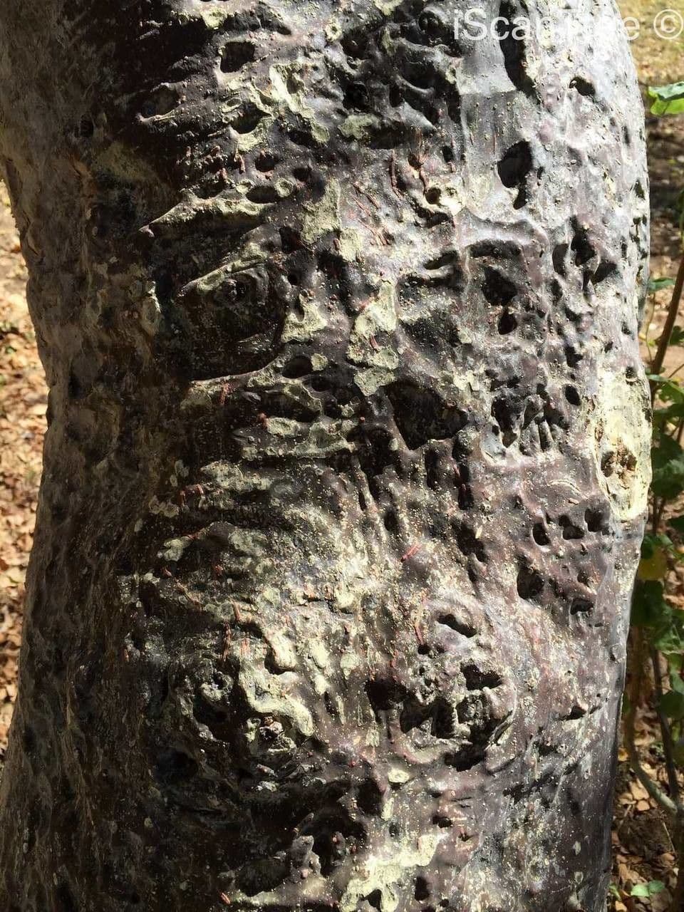 Sterculia 23