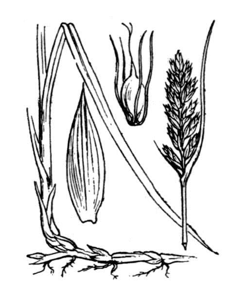 Lisca compressa 19