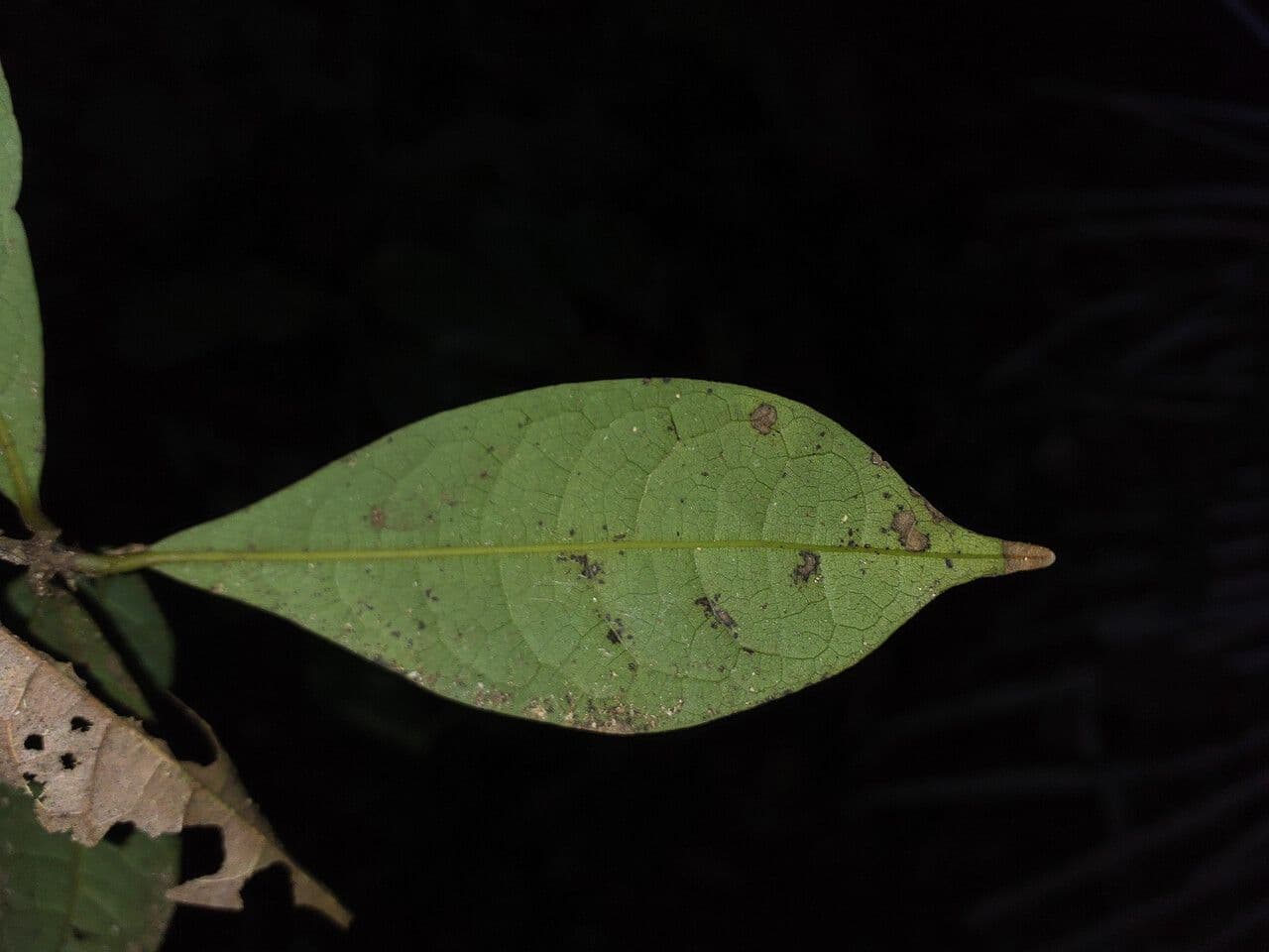 Ocotea 2