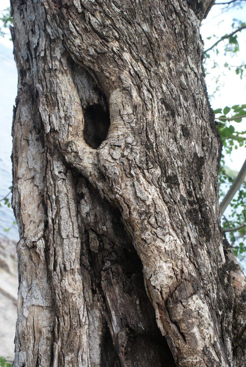 Bois de Campêche 24