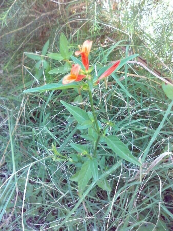 Keckiella cordifolia 21