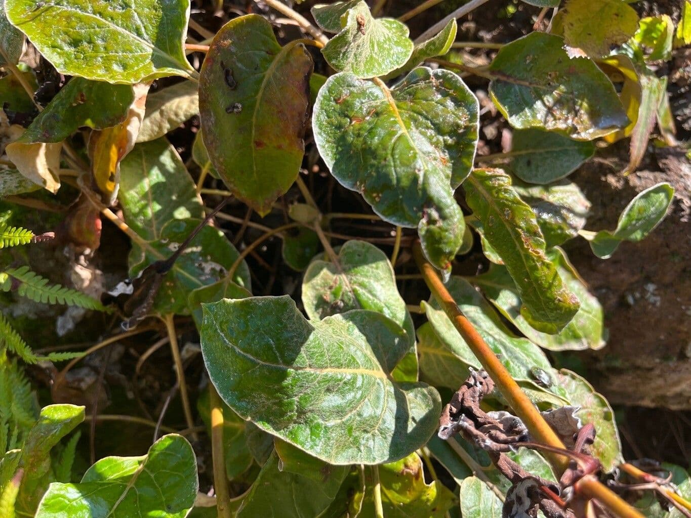 Allen's Buckwheat 4