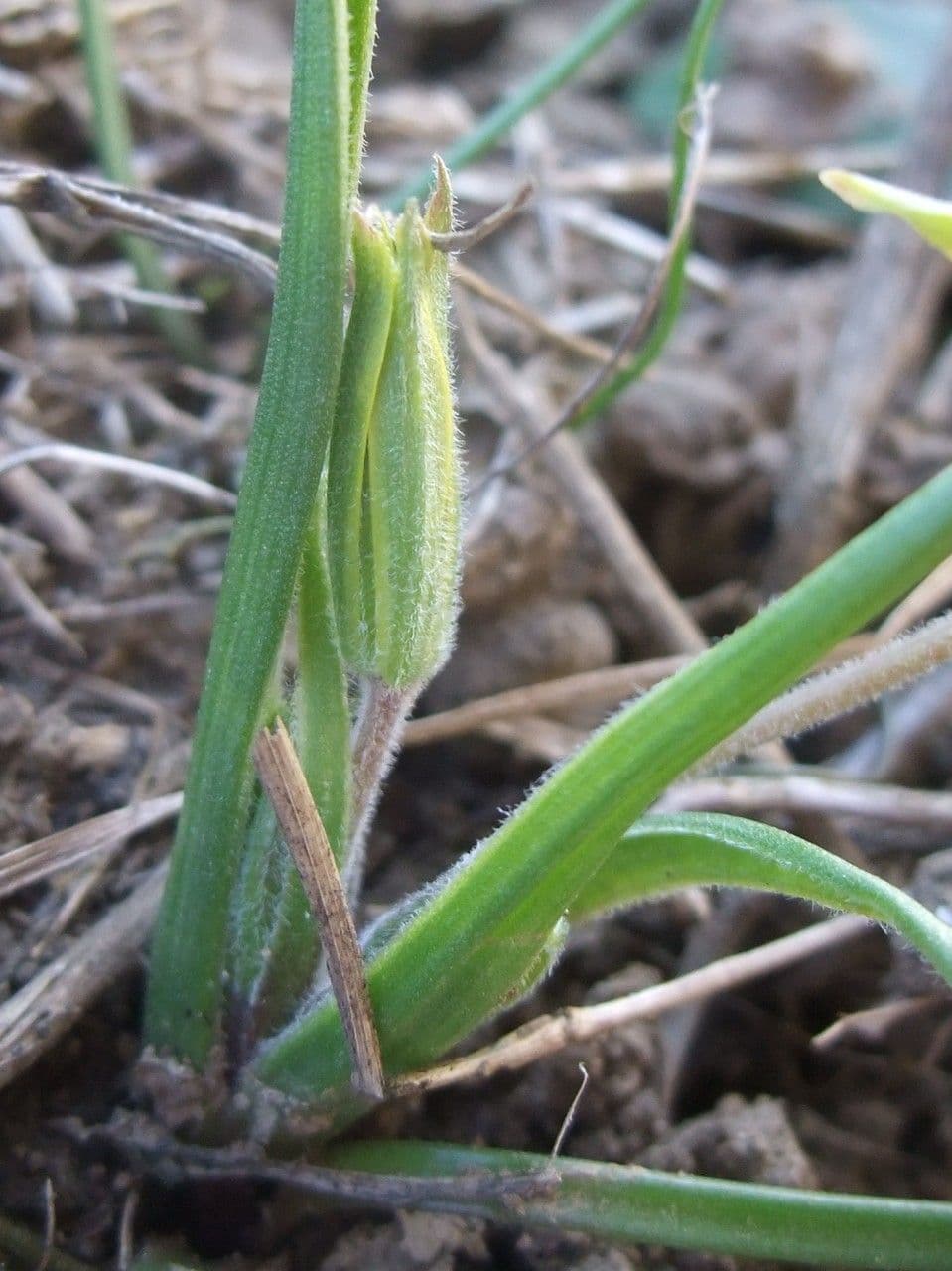Acker-Gelbstern 9