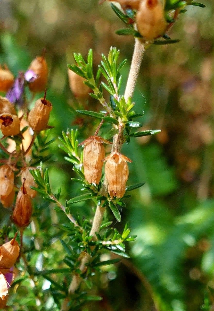 Graue Heide 25