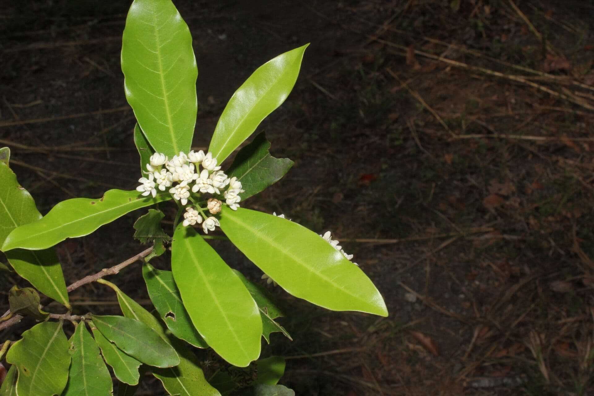 Veraguas-Mespilodaphne 6