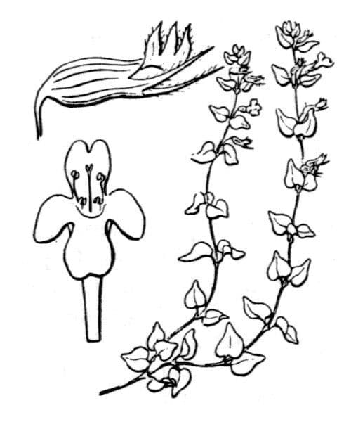 Micromeria 7